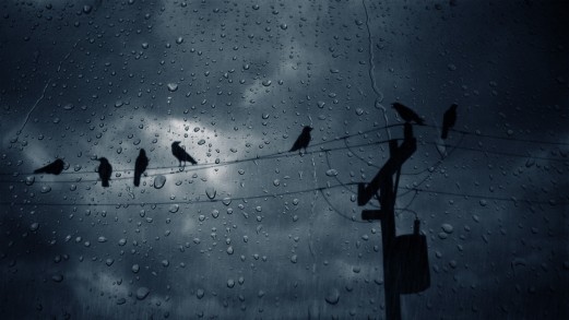 birds-crows-glass-drops-hd-free-animals-wallpaper